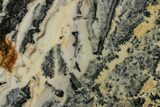 Proterozoic Columnar Stromatolite (Asperia) Slab - Australia #353621-1